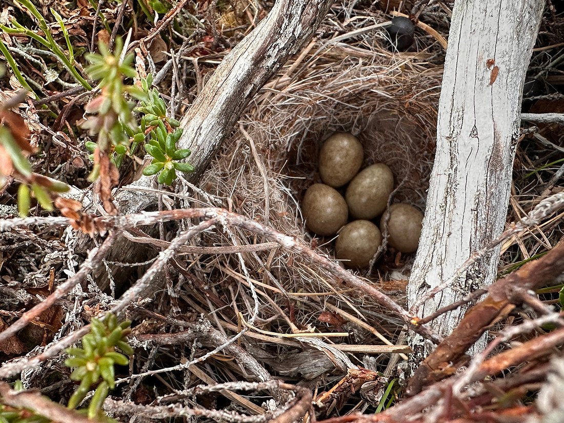 Grey-headed Wagtail, Karigasniemi, Finland, June 2025