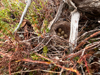 Grey-headed Wagtail, Karigasniemi, Finland, June 2025