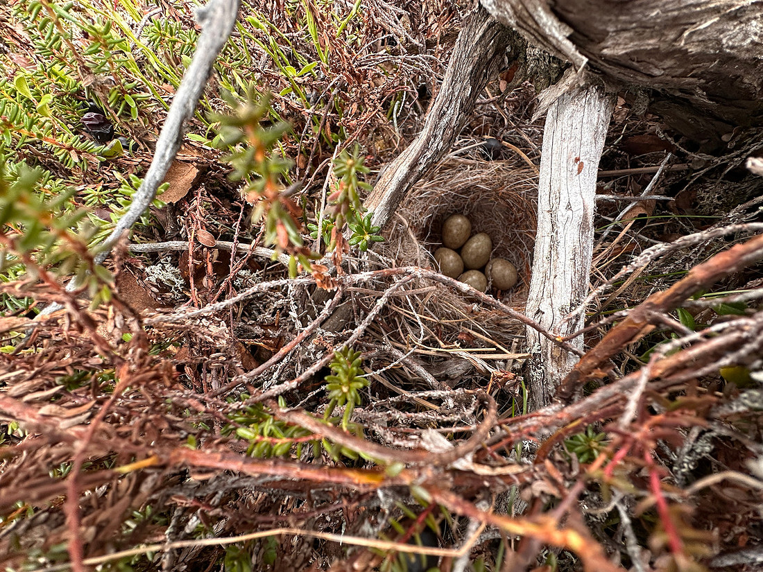 Grey-headed Wagtail, Karigasniemi, Finland, June 2025