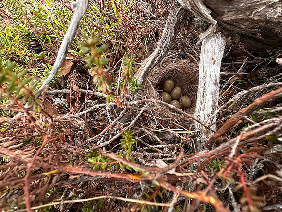 Grey-headed Wagtail, Karigasniemi, Finland, June 2025