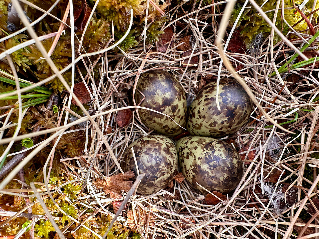 Ruff, Karigasniemi, Finland, June 2025