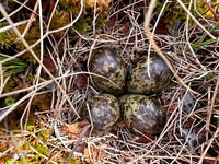 Ruff, Karigasniemi, Finland, June 2025