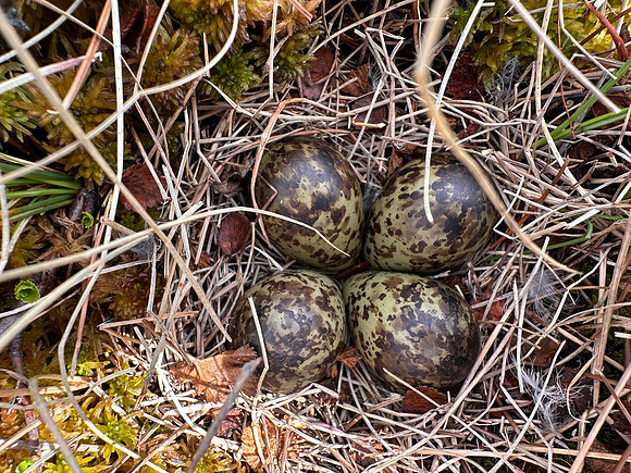 Ruff, Karigasniemi, Finland, June 2025