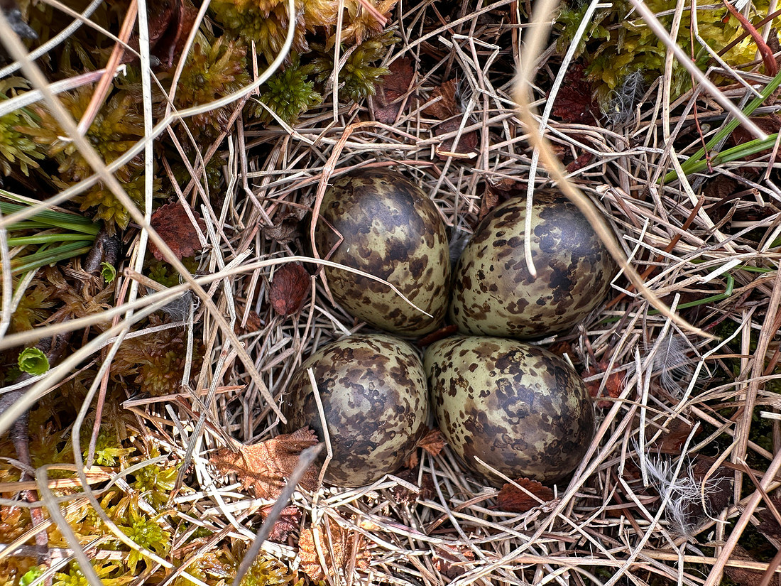 Ruff, Karigasniemi, Finland, June 2025