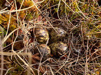 Ruff, Karigasniemi, Finland, June 2025