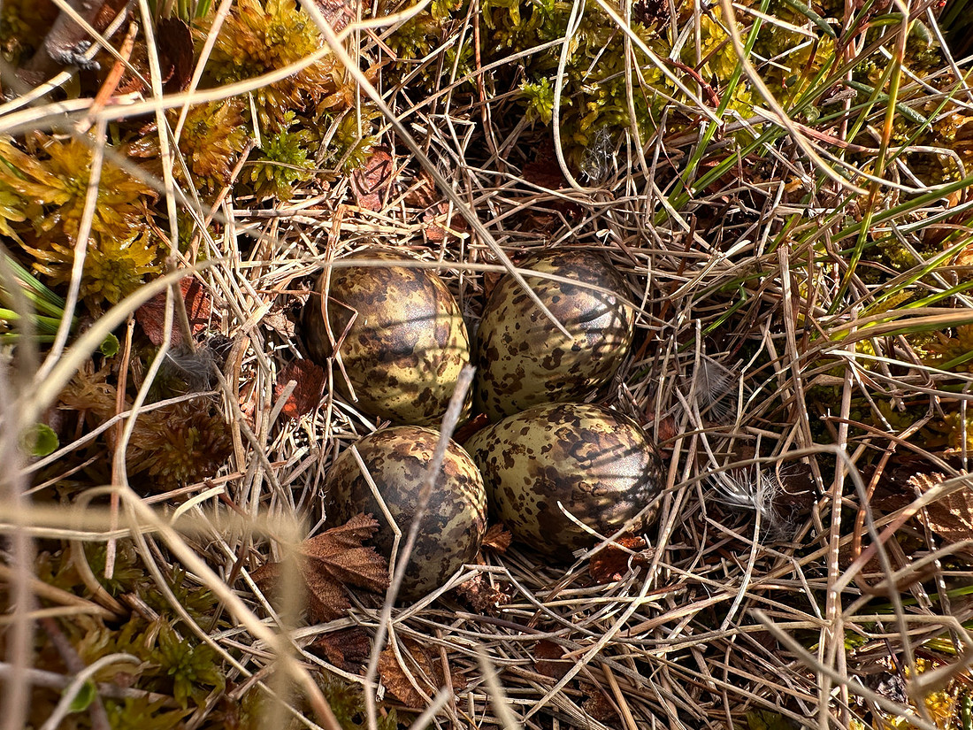 Ruff, Karigasniemi, Finland, June 2025