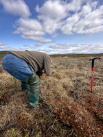 Ruff, Karigasniemi, Finland, June 2025
