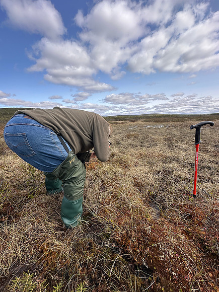 Ruff, Karigasniemi, Finland, June 2025