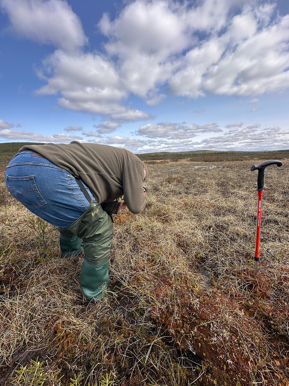 Ruff, Karigasniemi, Finland, June 2025