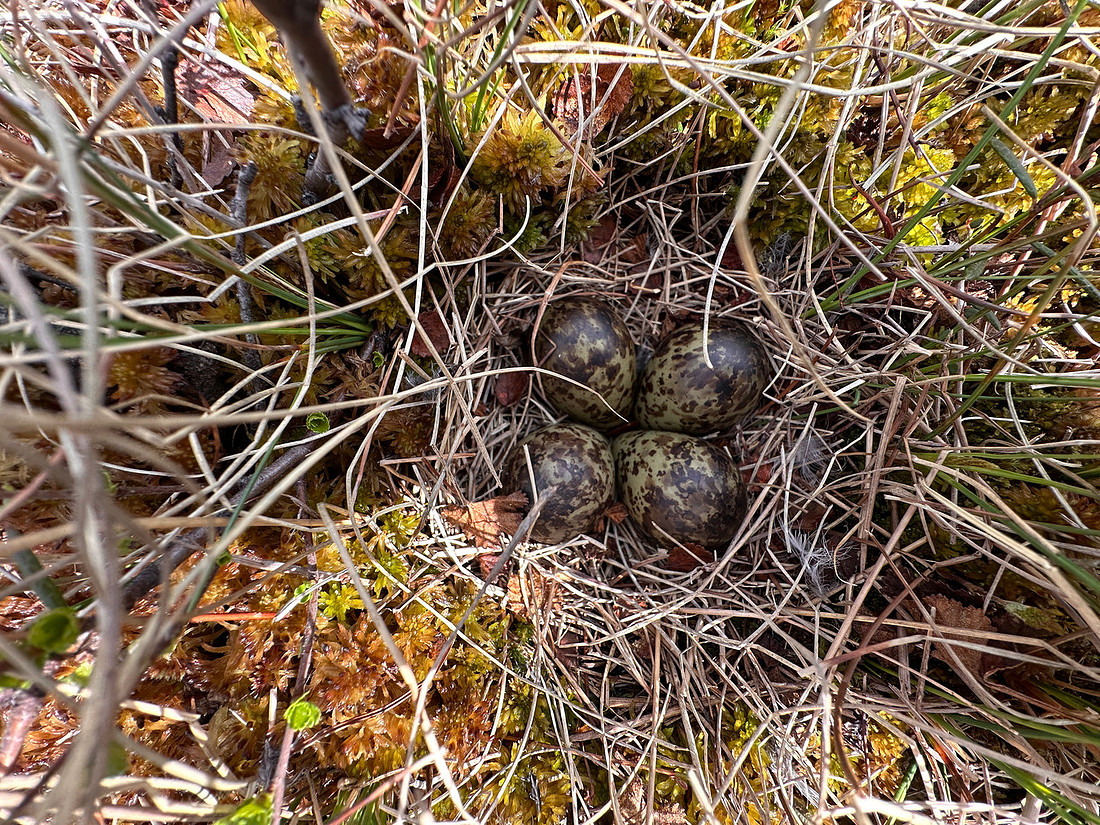 Ruff, Karigasniemi, Finland, June 2025