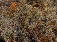 Ruff, Karigasniemi, Finland, June 2025