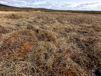 Ruff, Karigasniemi, Finland, June 2025