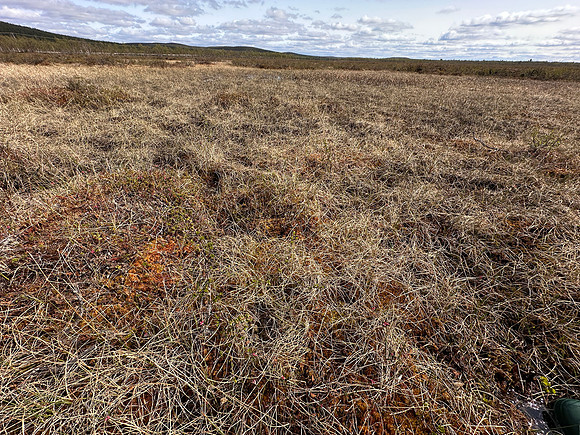 Ruff, Karigasniemi, Finland, June 2025