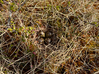 Ruff, Karigasniemi, Finland, June 2025