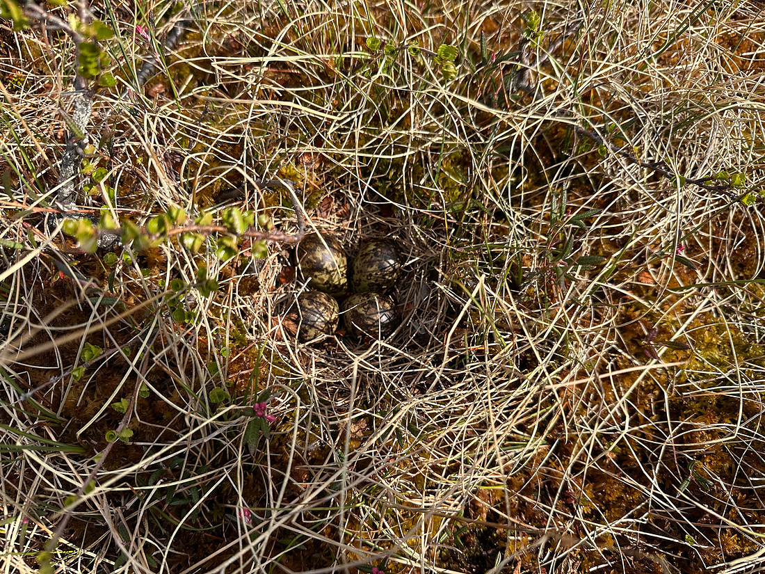 Ruff, Karigasniemi, Finland, June 2025