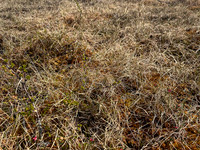 Ruff, Karigasniemi, Finland, June 2025