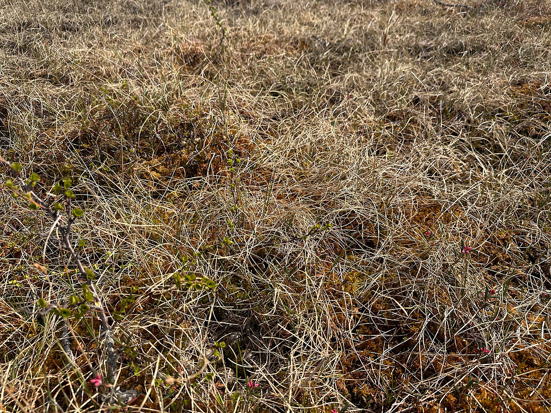 Ruff, Karigasniemi, Finland, June 2025