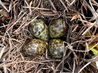 Ruff nest 2, Karigasniemi, Finland, June 2025