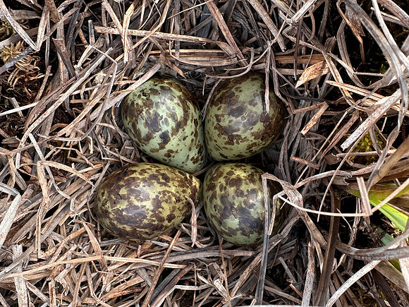 Ruff nest 2, Karigasniemi, Finland, June 2025