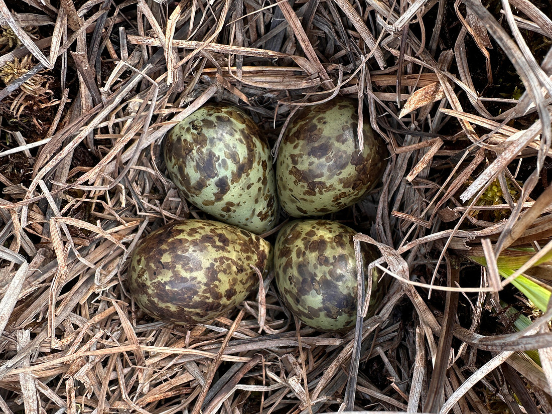 Ruff nest 2, Karigasniemi, Finland, June 2025