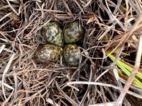 Ruff nest 2, Karigasniemi, Finland, June 2025