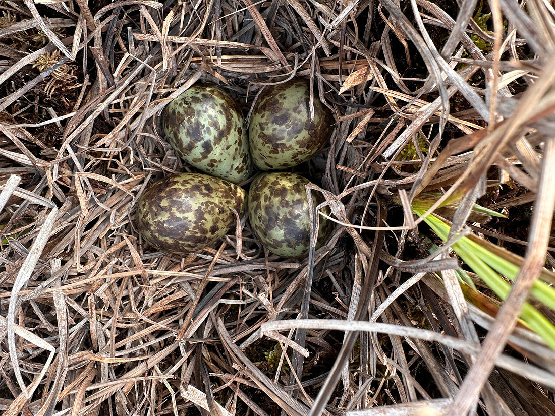 Ruff nest 2, Karigasniemi, Finland, June 2025