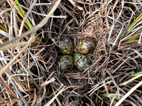 Ruff nest 2, Karigasniemi, Finland, June 2025