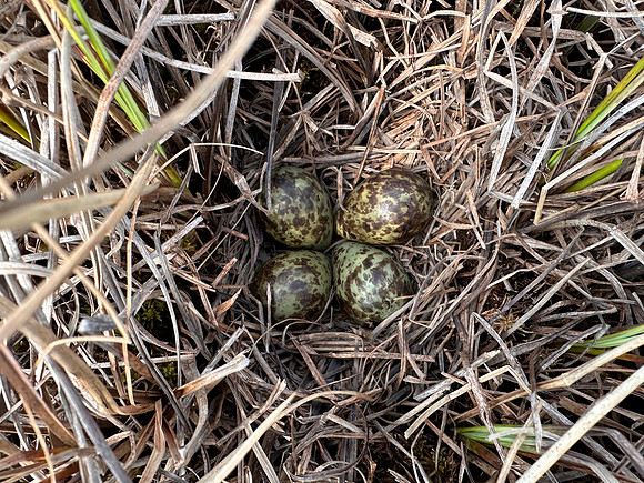 Ruff nest 2, Karigasniemi, Finland, June 2025