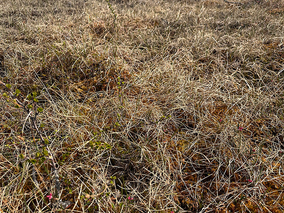 Ruff, Karigasniemi, Finland, June 2025