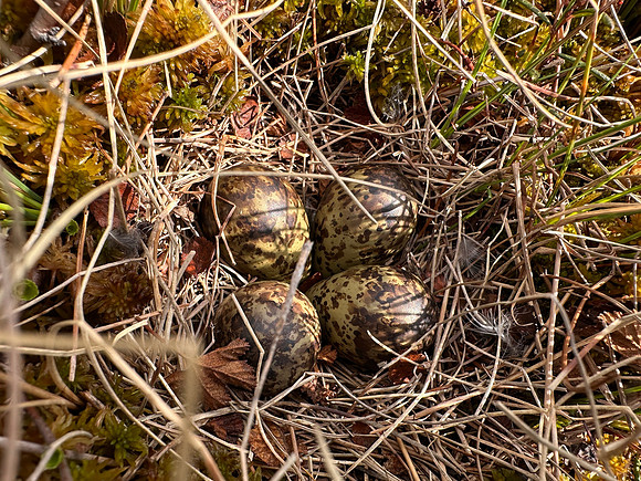 Ruff, Karigasniemi, Finland, June 2025