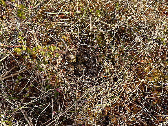Ruff, Karigasniemi, Finland, June 2025