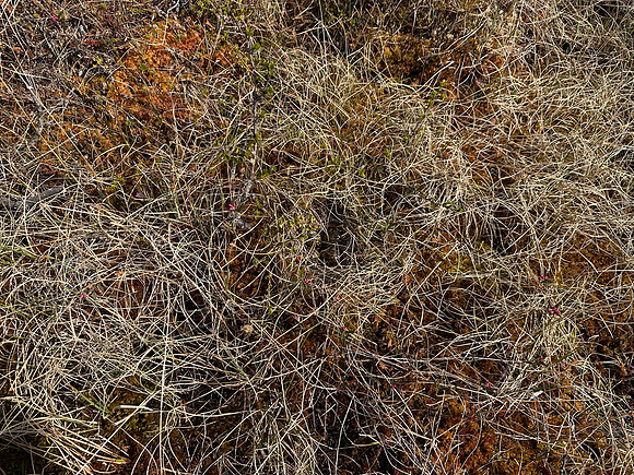 Ruff, Karigasniemi, Finland, June 2025