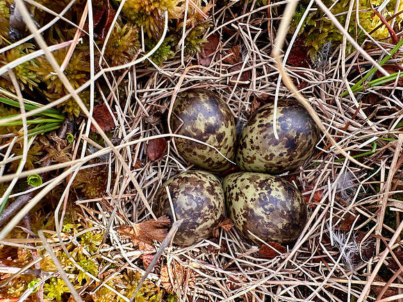 Ruff, Karigasniemi, Finland, June 2025