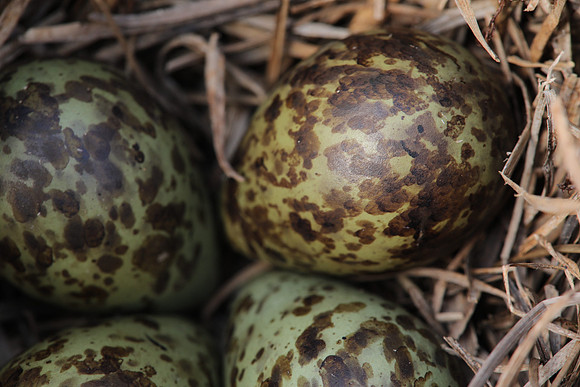 Ruff nest 2, Karigasniemi, Finland, June 2025