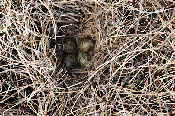 Ruff nest 2, Karigasniemi, Finland, June 2025