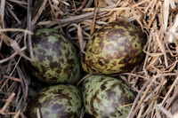 Ruff nest 2, Karigasniemi, Finland, June 2025