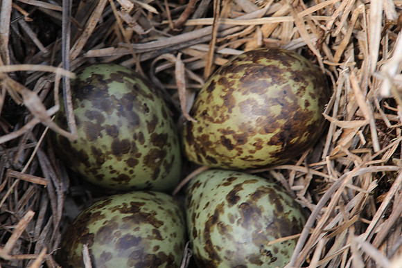 Ruff nest 2, Karigasniemi, Finland, June 2025