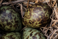 Ruff nest 2, Karigasniemi, Finland, June 2025