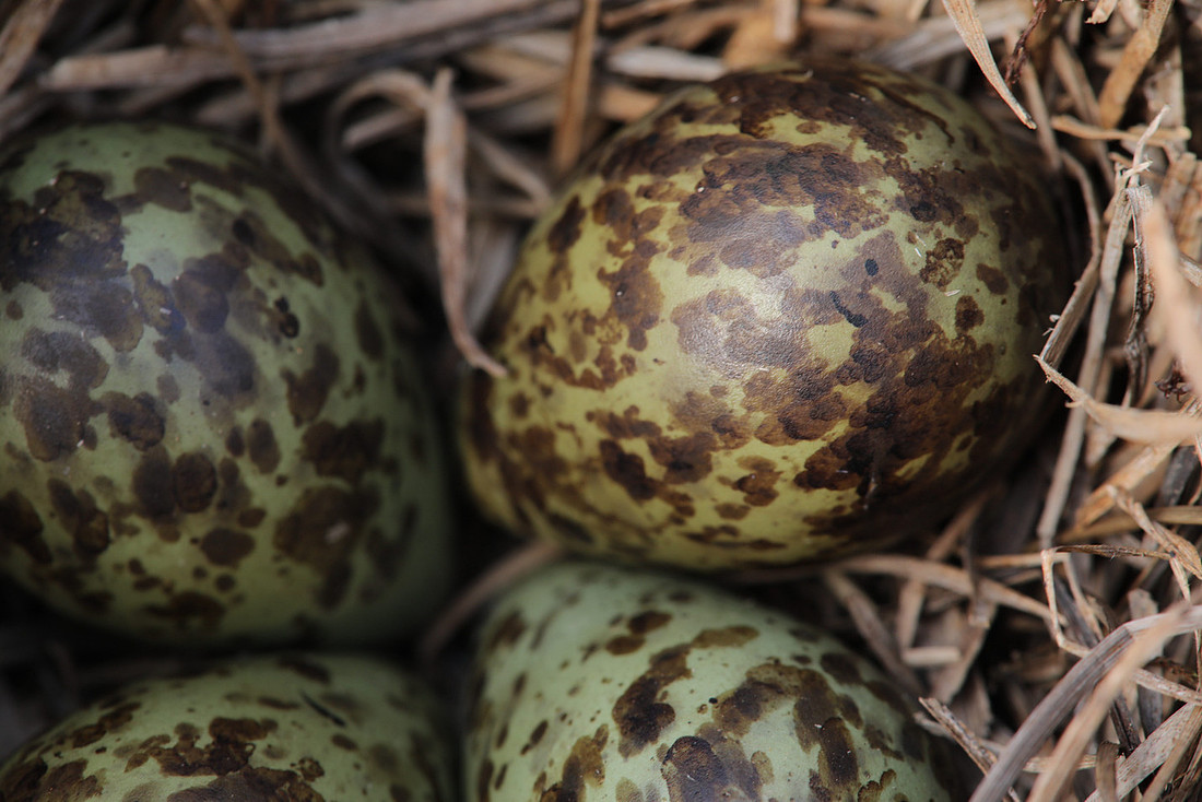 Ruff nest 2, Karigasniemi, Finland, June 2025