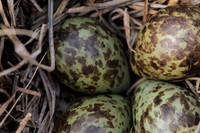 Ruff nest 2, Karigasniemi, Finland, June 2025