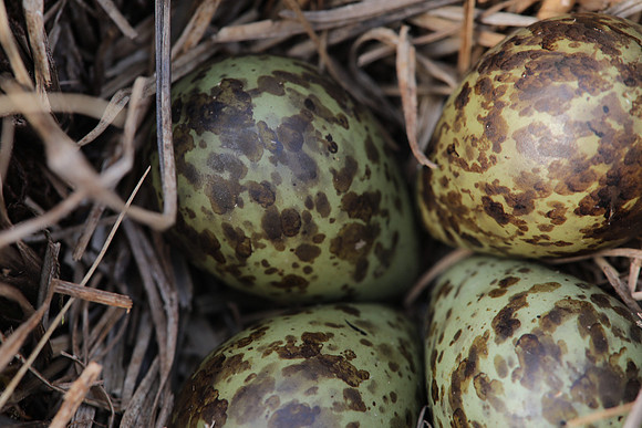 Ruff nest 2, Karigasniemi, Finland, June 2025