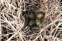 Ruff nest 2, Karigasniemi, Finland, June 2025