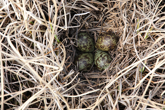 Ruff nest 2, Karigasniemi, Finland, June 2025