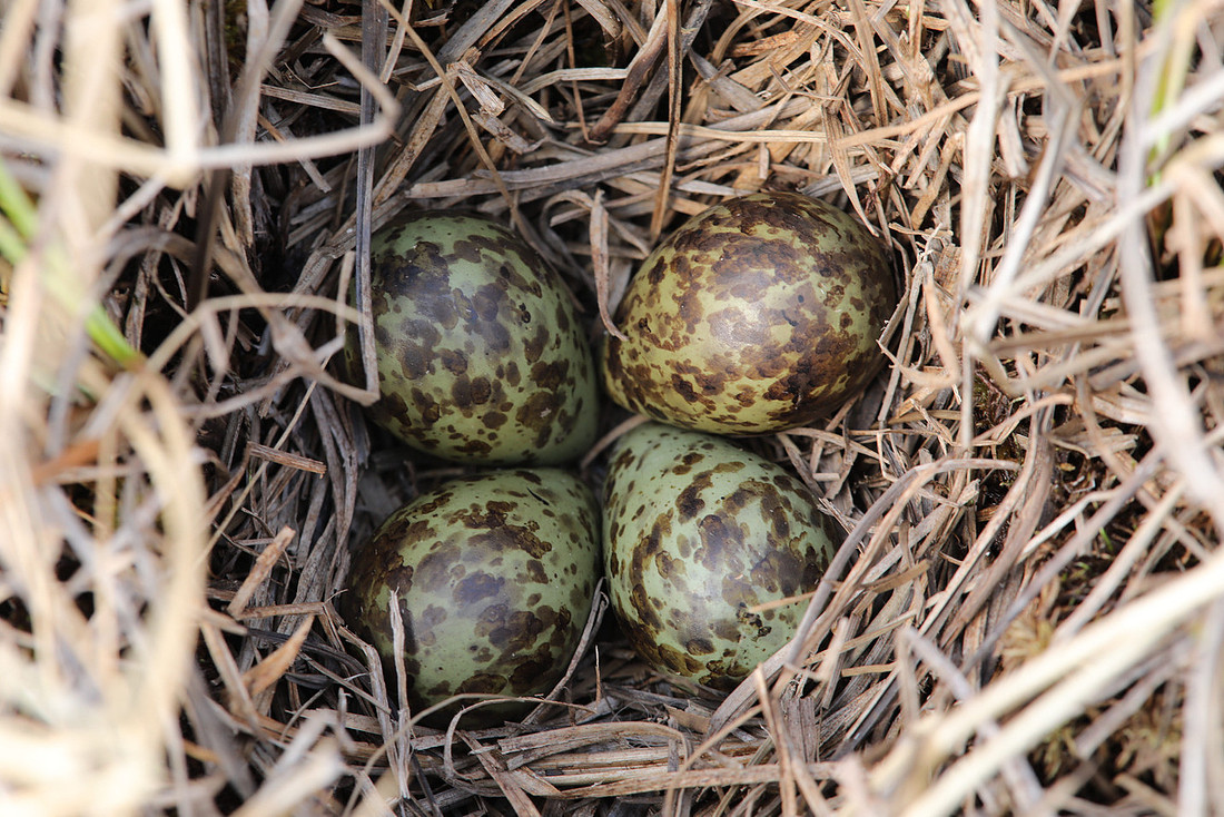 Ruff nest 2, Karigasniemi, Finland, June 2025
