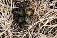 Ruff nest 2, Karigasniemi, Finland, June 2025