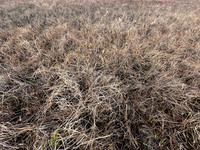 Ruff nest 2, Karigasniemi, Finland, June 2025