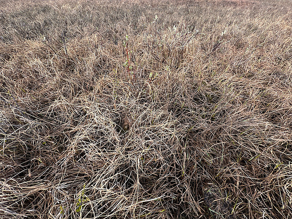 Ruff nest 2, Karigasniemi, Finland, June 2025