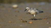 Knot, Ferrybridge, September 2016