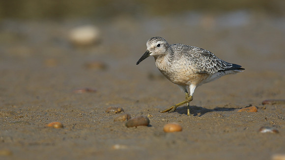 Knot, Ferrybridge, September 2016