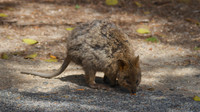 Quokka, Rottnest Island, November 2013